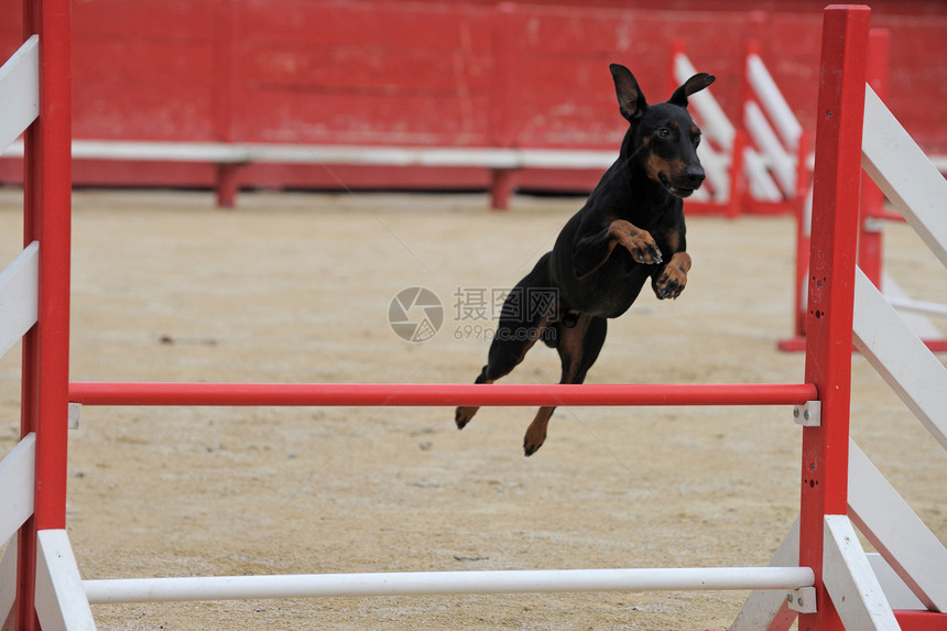 曼彻斯特泰瑞尔敏捷短毛竞赛猎犬跳跃黑色动物犬类宠物特梗运动图片