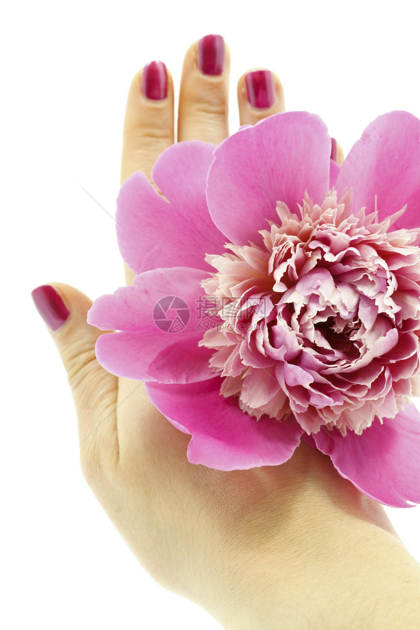 手与花紫色健康花瓣温泉白色植物牡丹香味图片