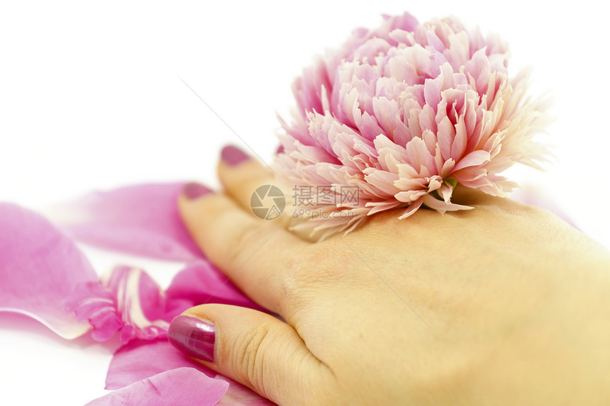 手与花白色花瓣健康牡丹植物温泉紫色香味图片