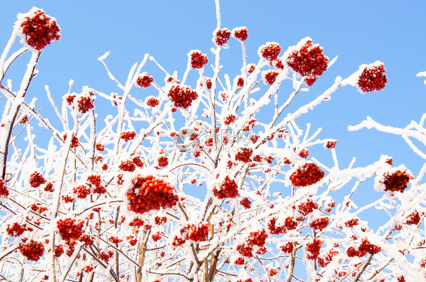 冬季冷冻的草莓季节天气白色红色天空冻结图片