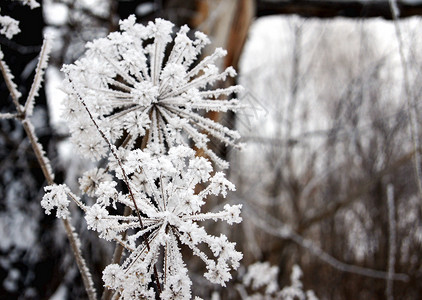 雪花花白色森林季节背景图片