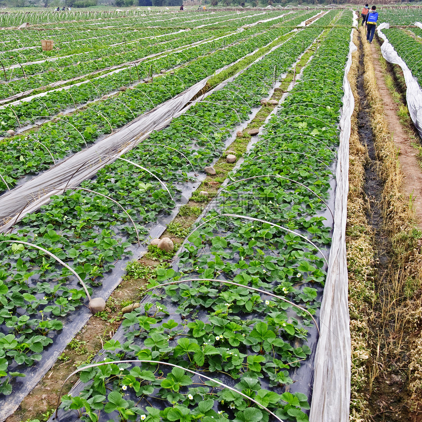 年轻的草莓字段行地平线土壤绿色农村天空乡村耕地畜牧业农民农田图片