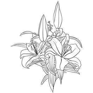 植物设计元素和手工抽签 矢量图示植物学装饰叶子曲线创造力插图草图墨水风格黑色背景图片
