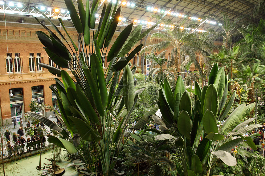 Atocha火车站 西班牙马德里绿色植物树木植物火车绿色旅行热带手掌房间车站图片