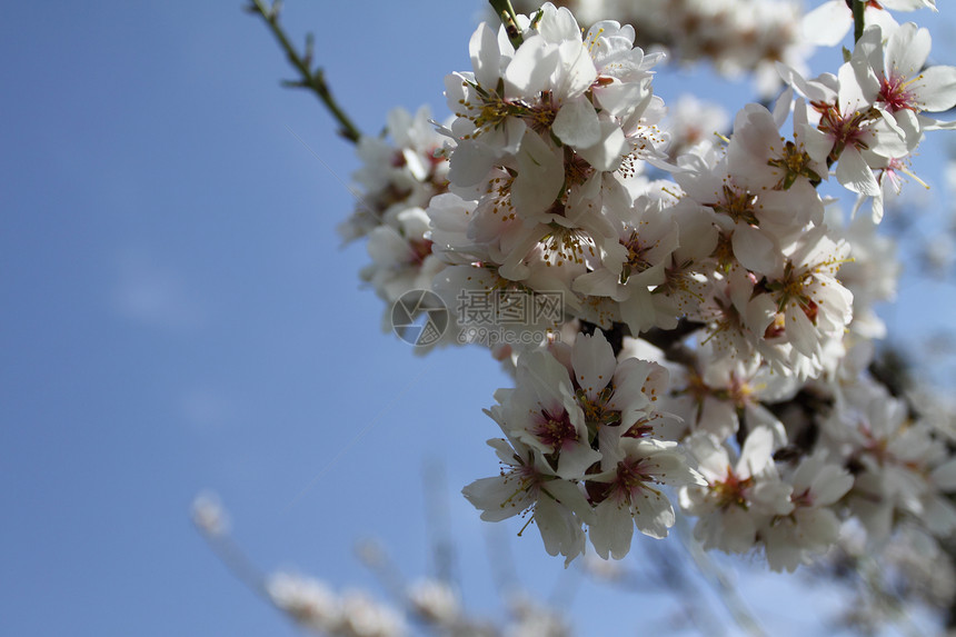 樱花花天空生长晴天文化小路季节植物太阳花朵蓝色图片