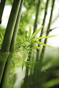 竹子竹叶摄影边缘绿色背景图片