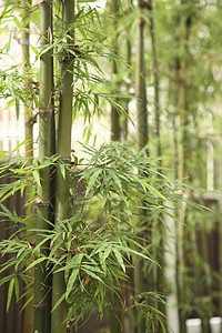 竹子摄影竹叶绿色边缘背景图片