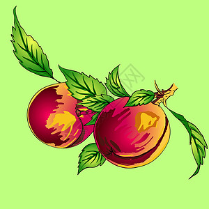 两颗桃子 树枝上有叶子 浅色背景肉质美食植物白色小吃种子水果茶点团体橙子插画
