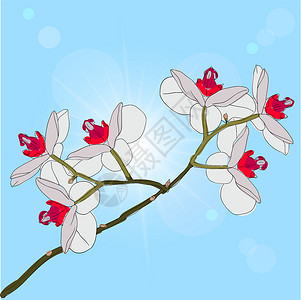 树枝开花的兰花在背景上植物玫瑰叶子花束绘画问候语邀请函种子手绘奢华背景图片