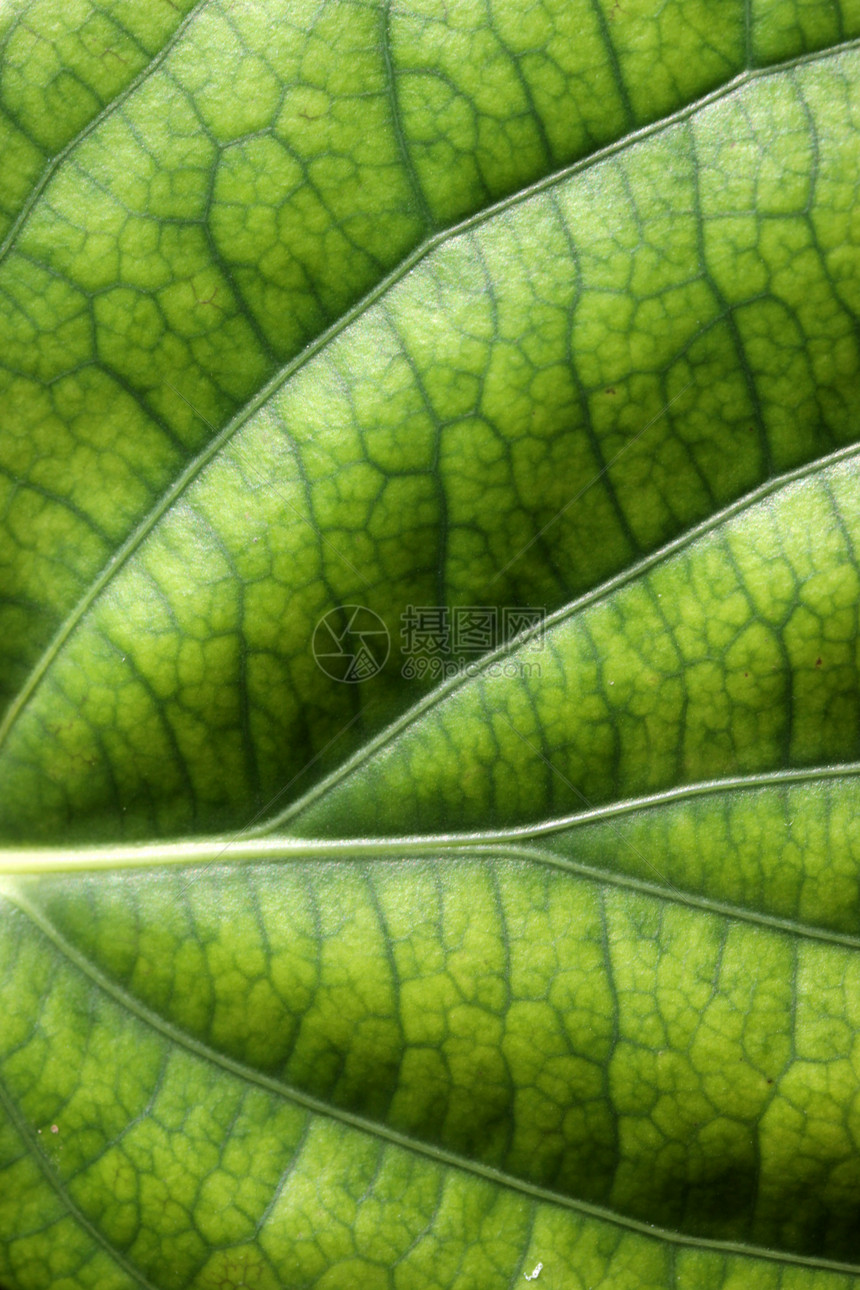 绿叶美丽植物学光合作用花园刀刃环境生活园艺宏观植物图片