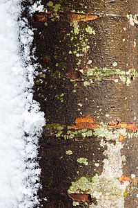 费尔法克斯冬天的树木与雪雪一道在寒冬摇树生态天气环境下雪苔藓树干主色棕色季节地衣背景