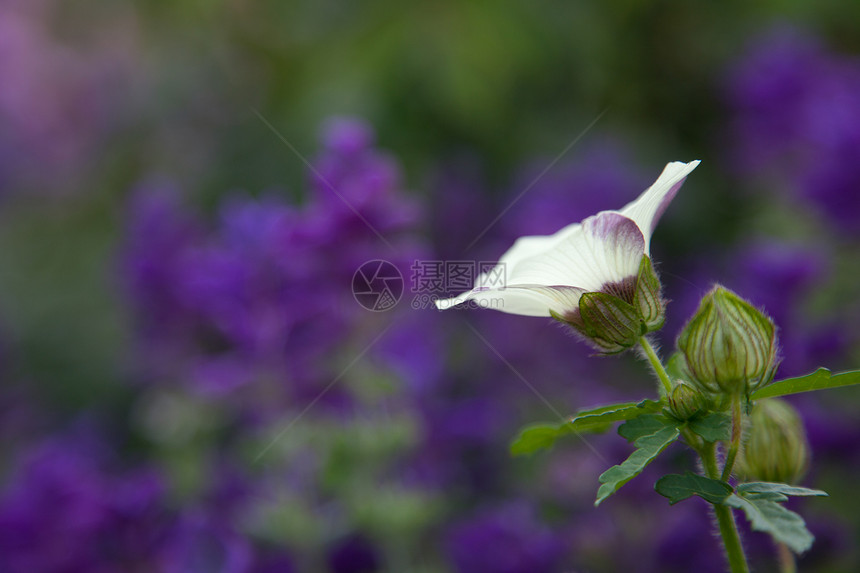 紫色背景的白花图片