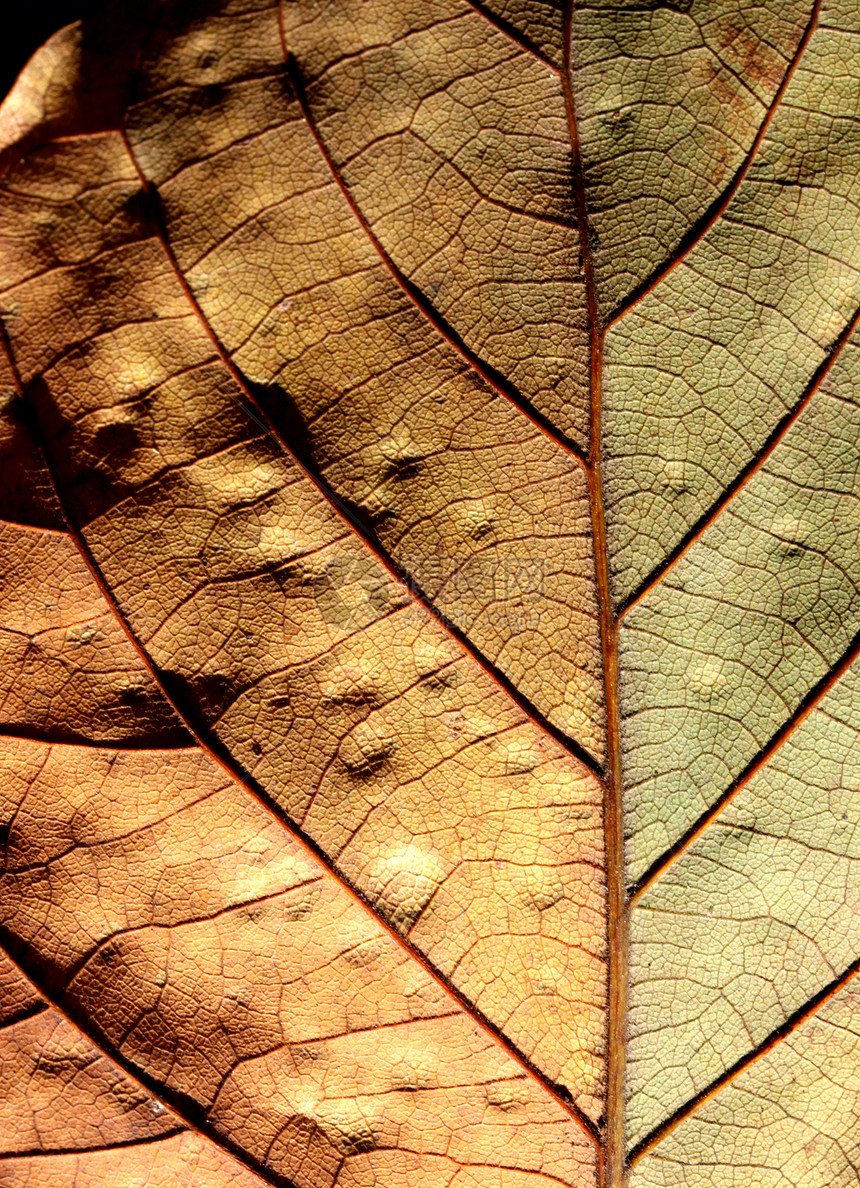 叶子宏观生活细胞骨骼环境植物学对角线季节生物学花园图片