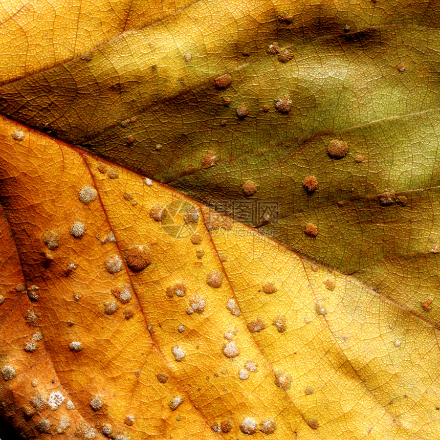 叶子条纹细胞生物学植物生长宏观对角线环境生活骨骼图片