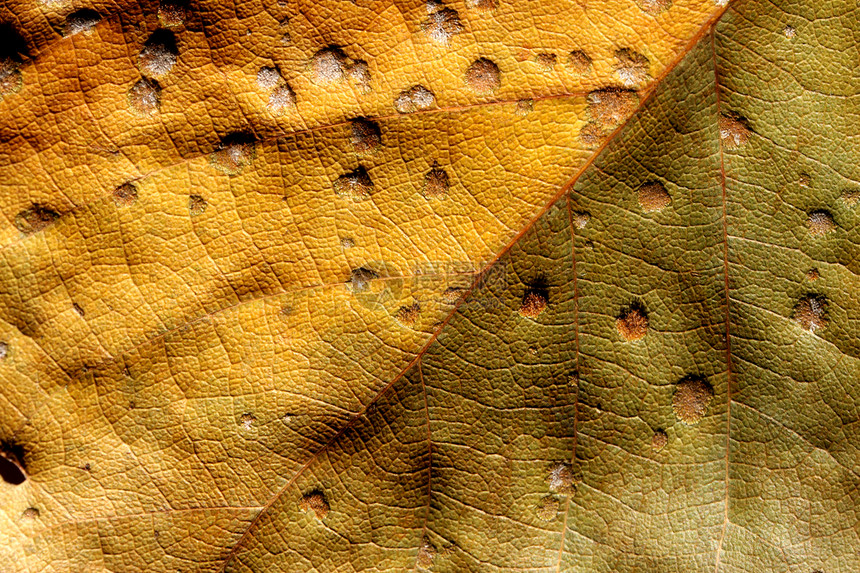 叶子细胞骨骼季节生物学条纹植物生活罢工絮状物宏观图片