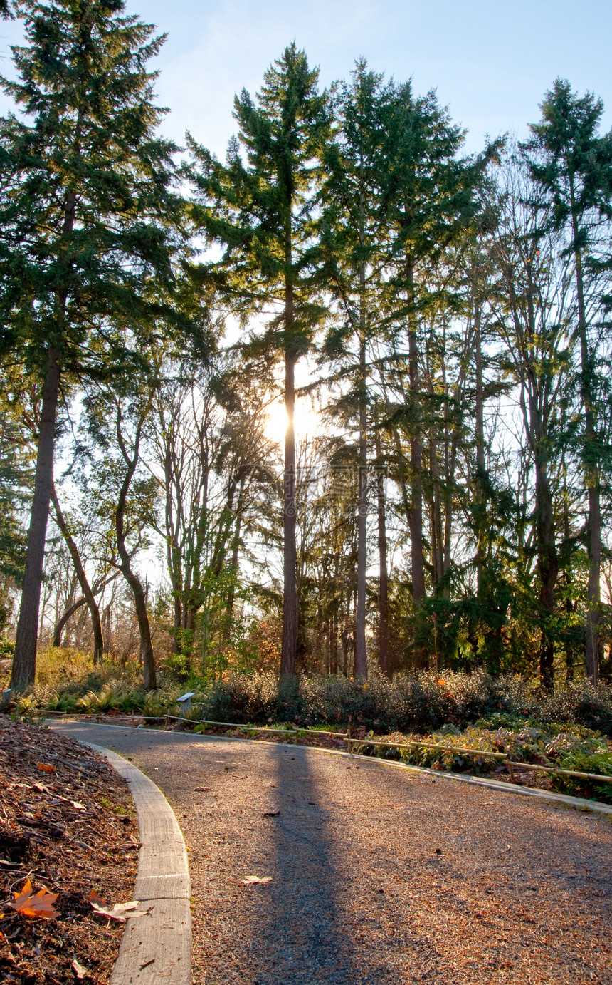 路径路徑小路植物季节人行道公园植物学树木叶子植物园季节性图片
