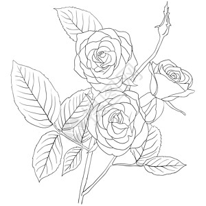 书中发芽一根玫瑰花束的手画插图宣言婚礼展示礼物花瓣生日铭文订婚庆典树叶设计图片