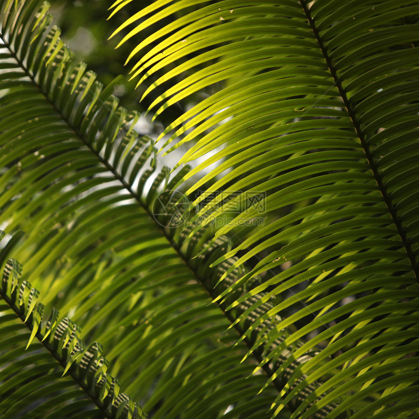 绿叶刀刃进步植物群活力生活生长光合作用美丽植物生物学图片