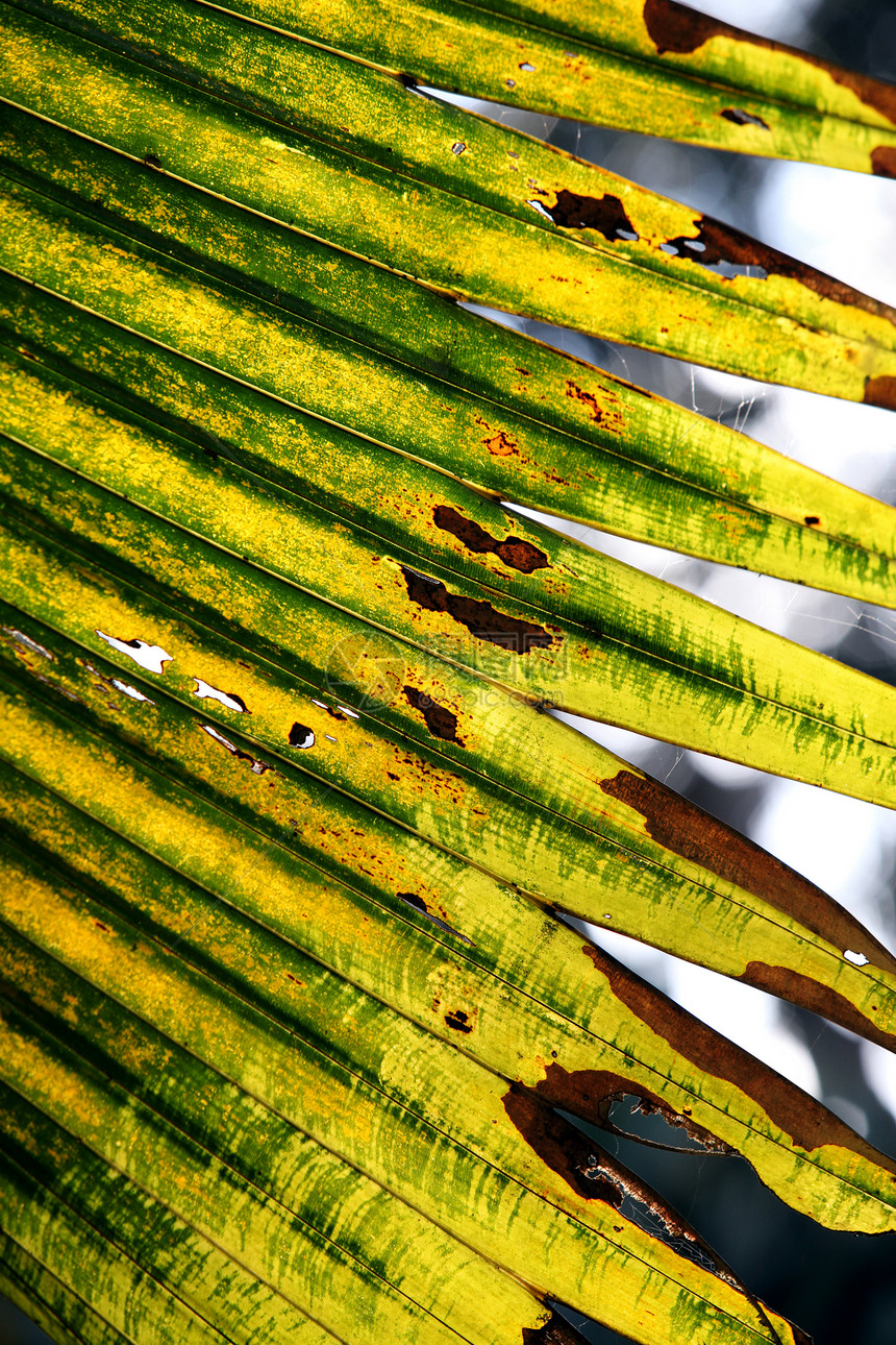 绿叶环境刀刃进步宏观植物生活美丽光合作用生物学叶子图片