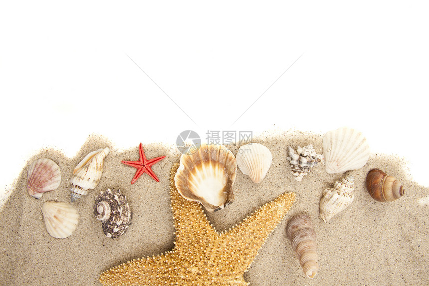 一套贝壳海岸尖顶支撑尖塔白色情调征服海洋软体海滨图片