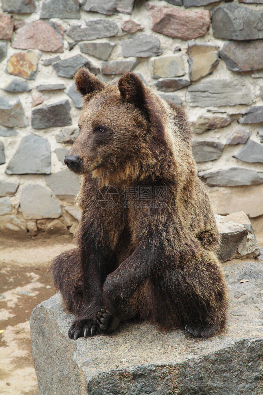 动物园熊哺乳动物公园爪子荒野动物棕色危险力量黑色野生动物图片