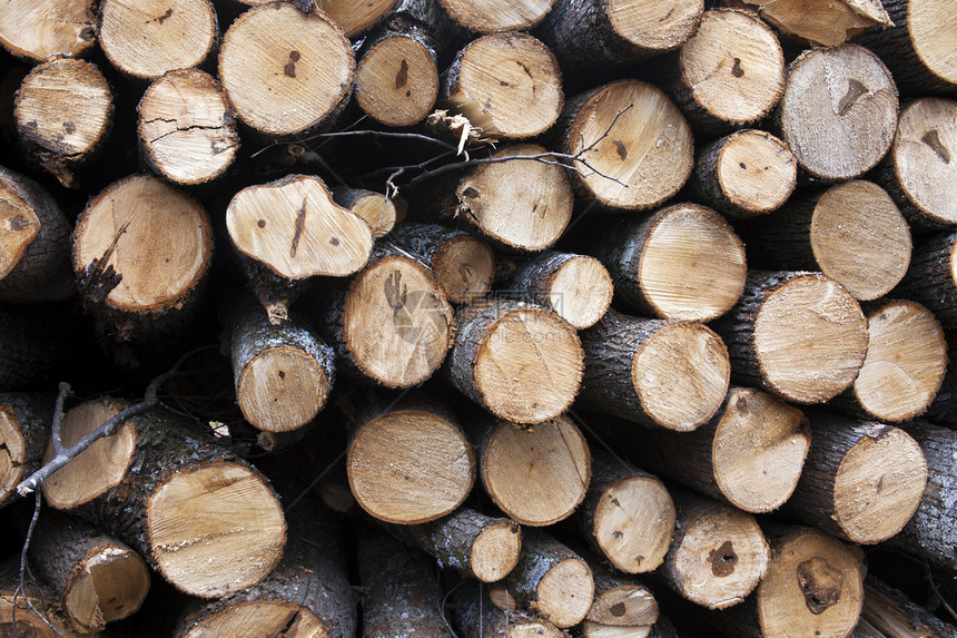 准备从森林中取走的木材日志木头木材业木桩树木森林图片