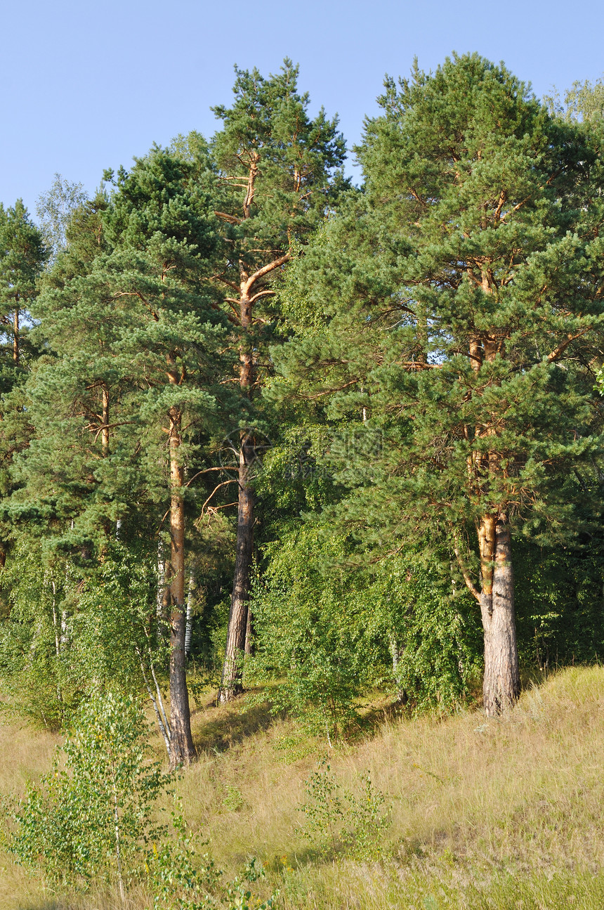 山上的松树乡村林地木头蓝色风景森林衬套环境阳光农村图片