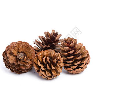 白色背景的圣诞锥体种子果属棕色宏观松果季节频闪背景图片