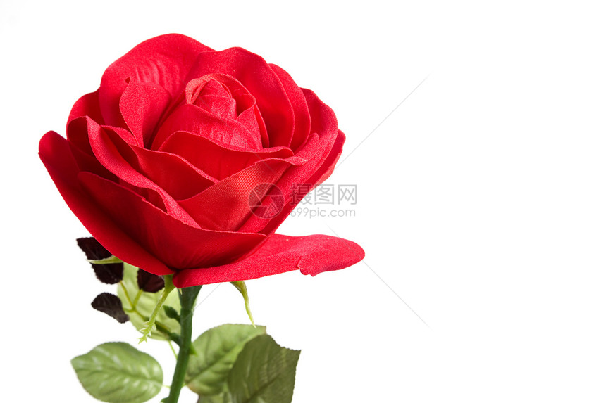 织花玫瑰花玫瑰花朵红色图片