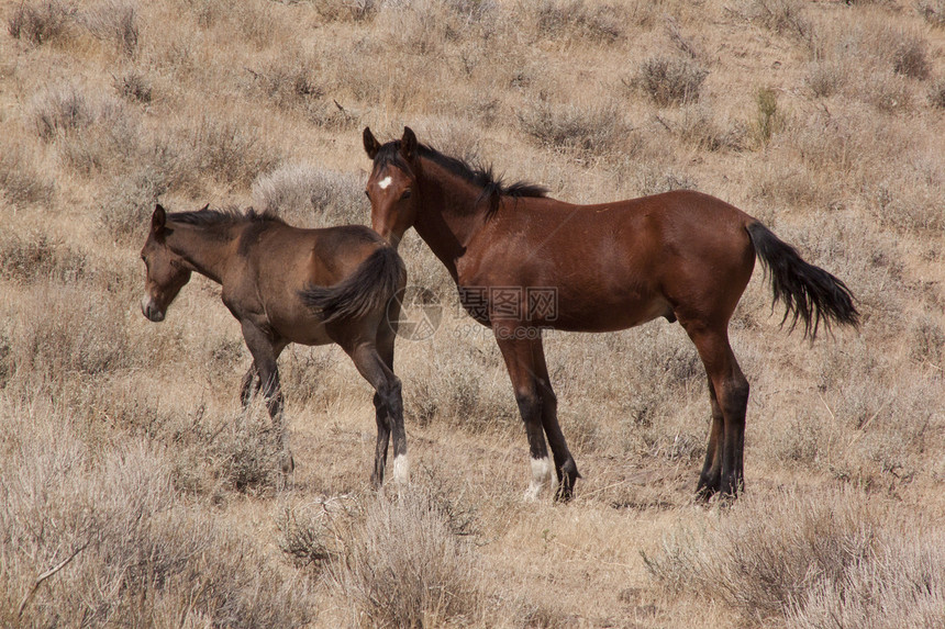 内华达州的野马相机骑术畜栏动物群警觉摄影热情日出野外动物时间图片
