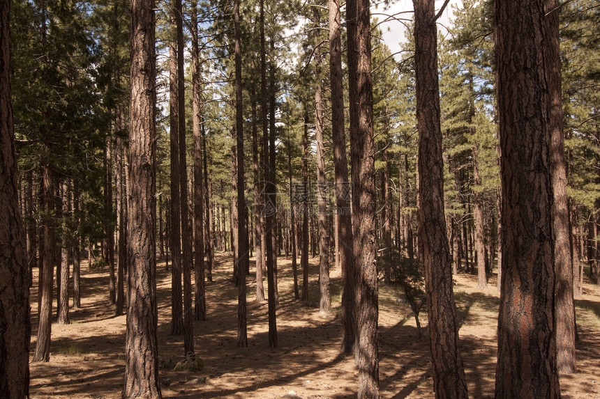 内华达山脉的松树林  威尔第内华达落叶松树植物阳光针叶树自然保护区树干岩石荒野乔木图片