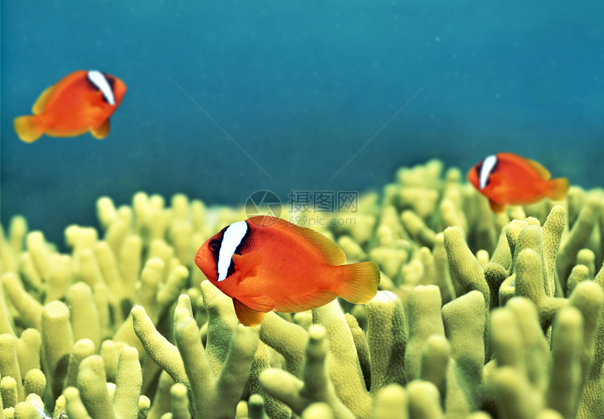 鱼类和植物在水下的世界图片