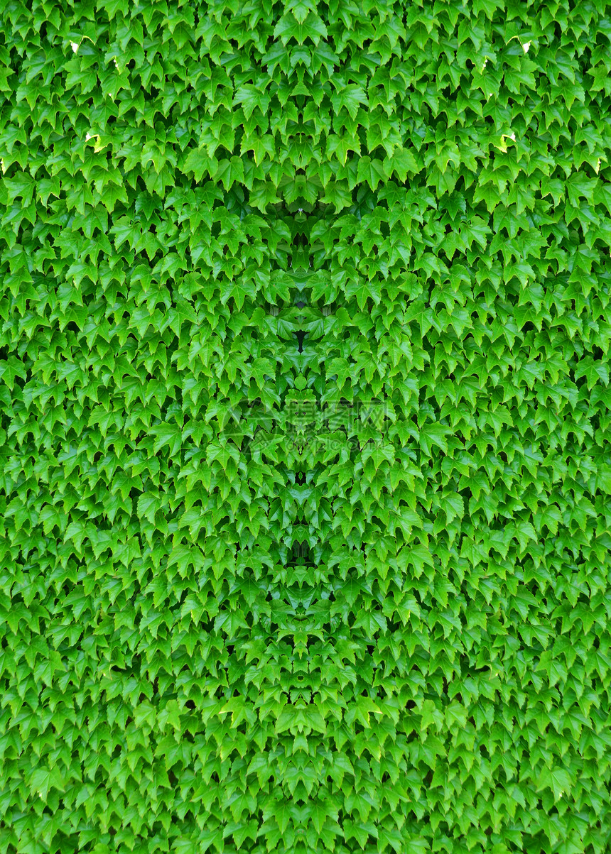 iv 覆盖背景的背景植物绿色生长藤蔓植物学玻璃叶子图片