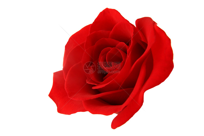 白色背景的孤立红玫瑰植物群玫瑰花园花瓣美丽礼物红色图片