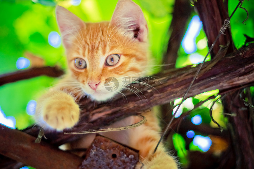 坐在树枝上的小小猫猫科叶子毛皮晶须场地公园眼睛分支机构橙子动物图片