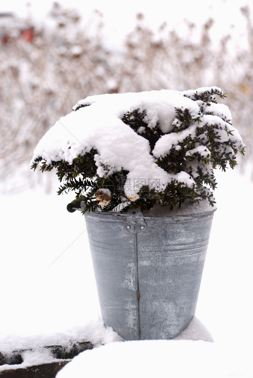 白雪覆盖的植物雪花冻结树叶灌木季节浆果季节性乡村多刺寒意图片