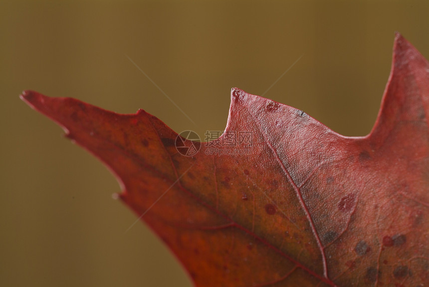秋叶植物树叶森林植物学红色橙子黄色宏观环境叶子图片