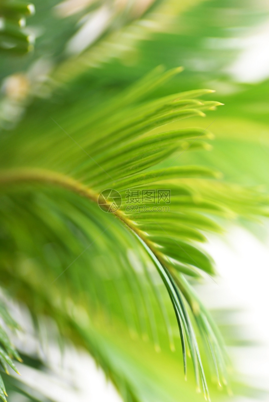 绿叶背景植物棕榈叶子宏观种植植物学生活线条墙纸晴天图片