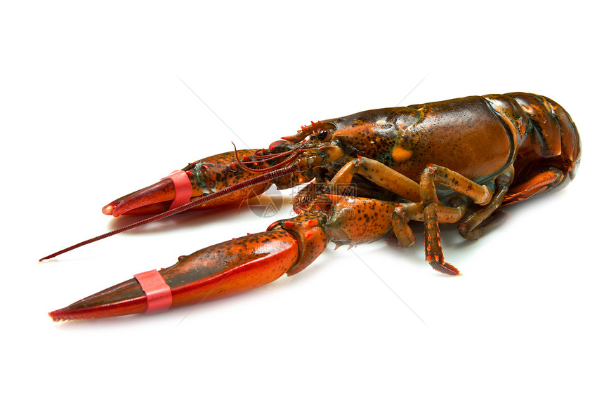 活龙虾熟食甲壳美食黑色动物水平贝类钓鱼海鲜中风图片