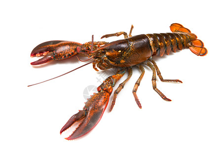 活龙虾熟食钓鱼黑色水平中风海洋美食动物贝类甲壳背景图片