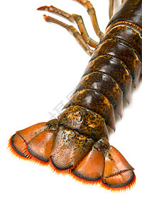 活龙虾熟食甲壳中风动物黑色水平钓鱼美食海洋贝类背景图片