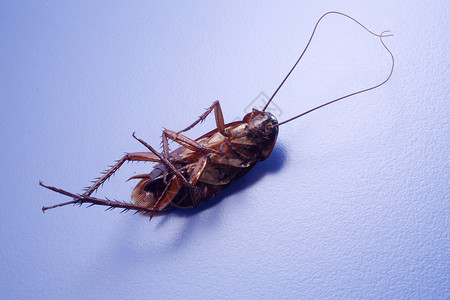 蟑螂视图动物蓝色棕色摄影昆虫说谎甲板睡眠水平背景图片