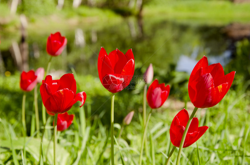 春天的红色郁金香 花园花卉背景图片