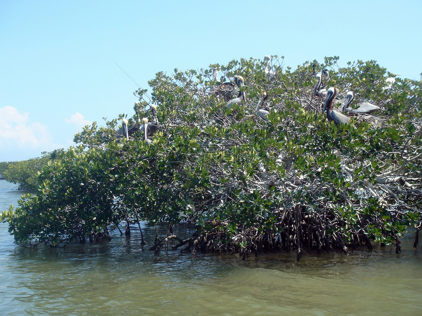 红树上的佩利坎人天空树叶海洋沼泽地鸟类树木大道荒野网络休息图片