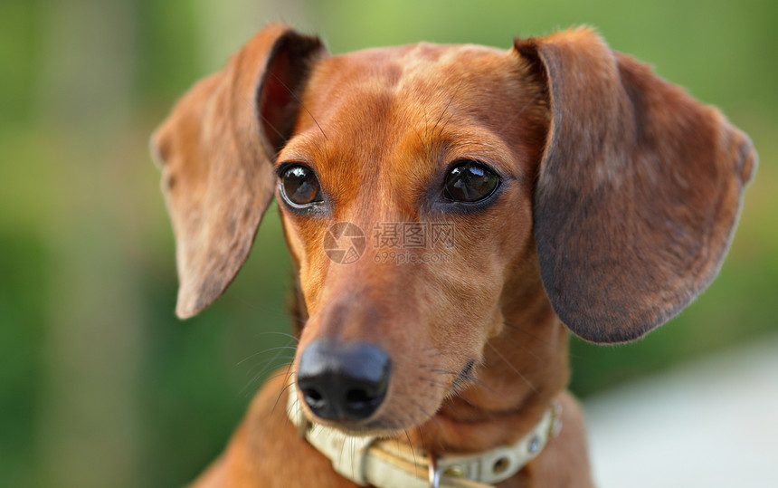 dachshund 混凝土哺乳动物犬类耳朵绿色血统鼻子打猎软盘小狗眼睛图片