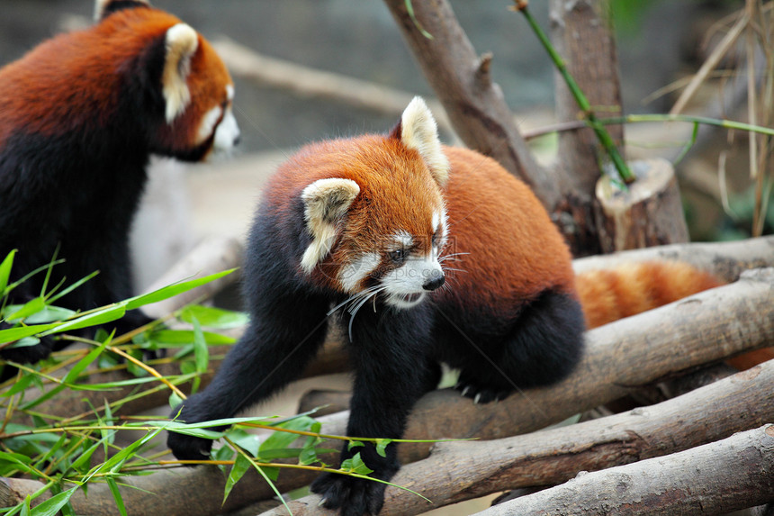 红熊猫宠物动物园食肉动物富根栖息地竹子野生动物公园哺乳动物图片