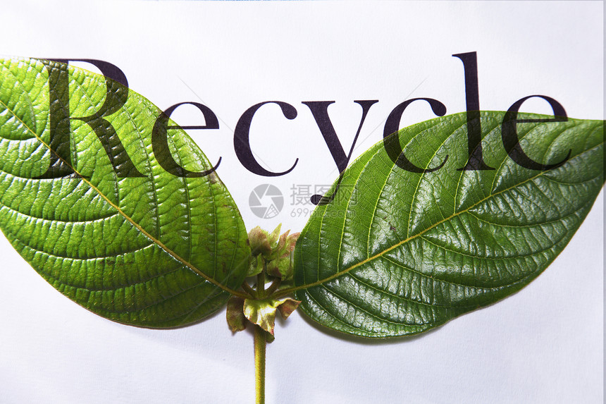 再循环回收叶子环境保护绿色废纸图片
