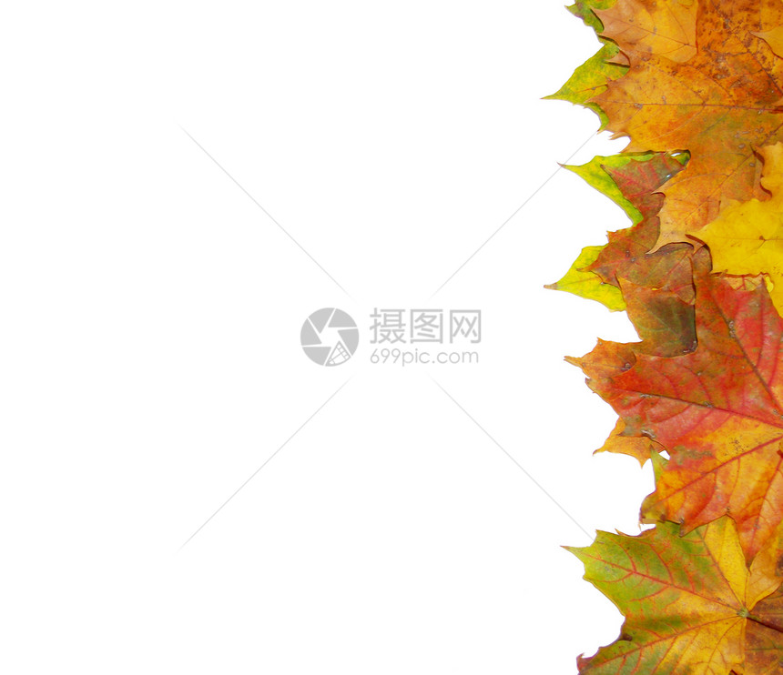 秋季假期季节曲线白色宏观橙子叶子框架季节性绿色植物图片