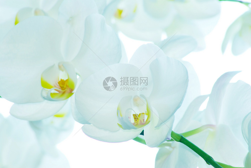 兰花展示情调植物学绿色白色美丽植物花束边界热带图片