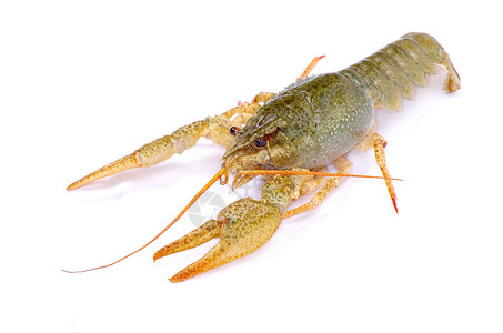 龙虾红色螃蟹美食午餐海鲜白色食物小龙虾背景图片